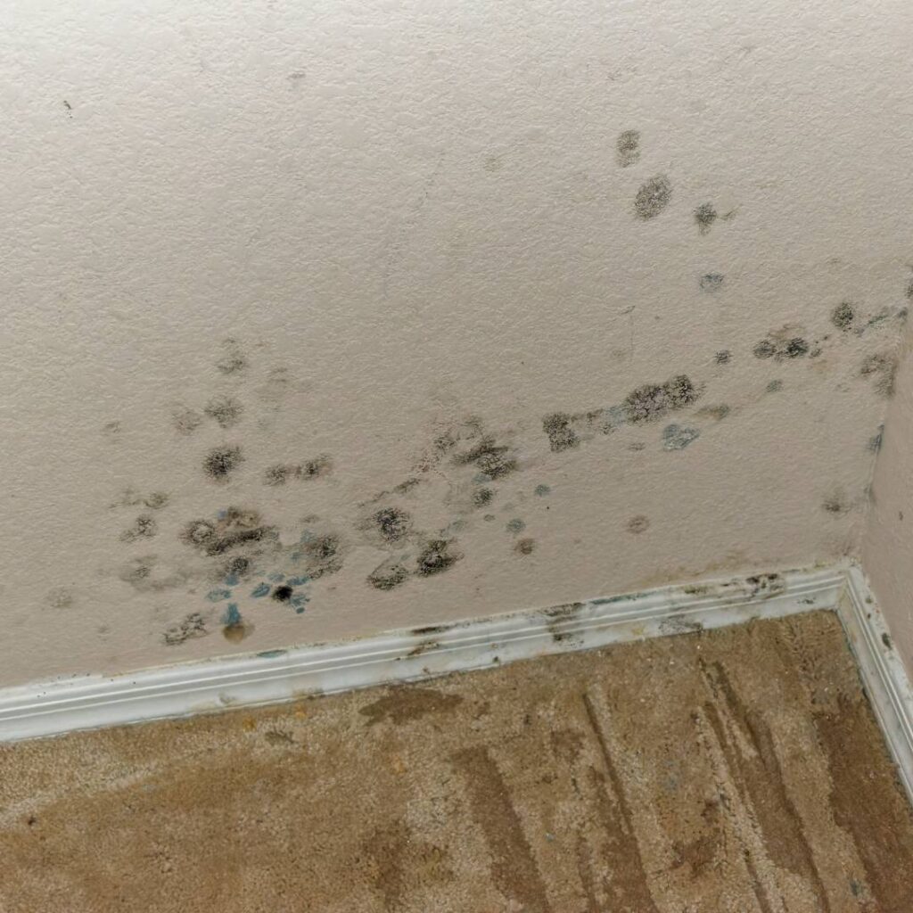 mold in alabama home created from high humidity levels